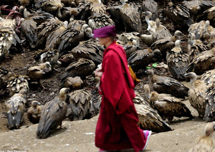 Pemakaman Langit, Pesta Burung Bangkai di Atas Mayat Manusia